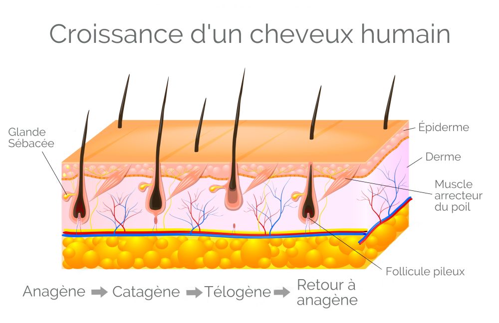 OM Signature - Phase de croissance des cheveux